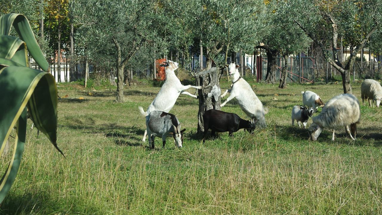 Agriturismo Masseria I Risi Guest House Sant'Eufemia Lamezia Ngoại thất bức ảnh